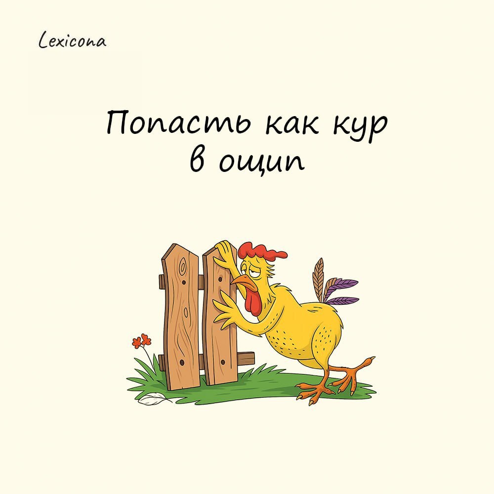 Попасть как кур в ощип
Когда на деревенском подворье начинали ощипывать кур, птица попадала в безвыходное положение: орала, махала крыльями, но деваться было некуда | Сетка — социальная сеть от hh.ru
