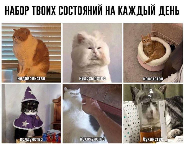Труженики! 🐝
Какой вы котик в этот понедельник? | Сетка — социальная сеть от hh.ru
