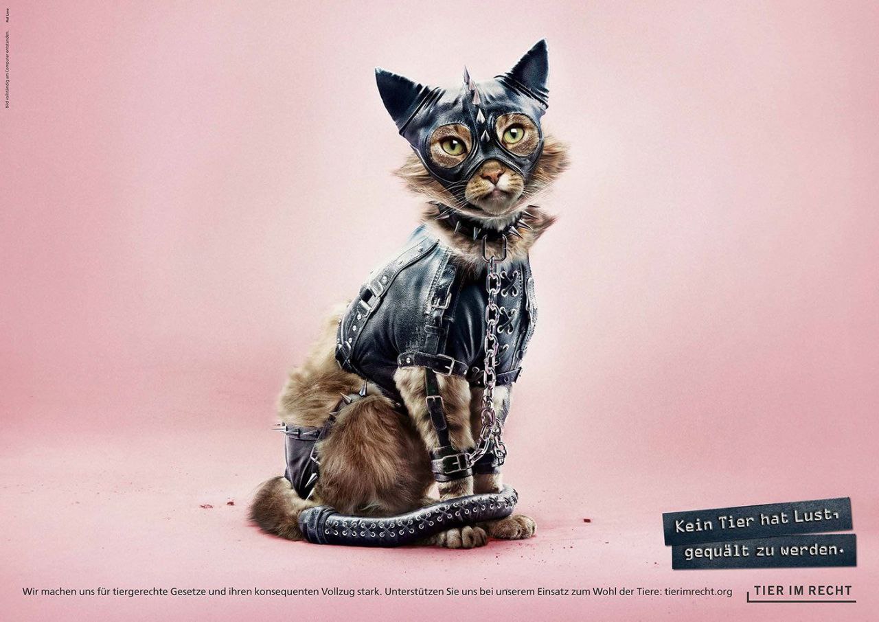 🤦‍♂️Животные в костюмах, напоминающих атрибуты БДСМ, — это символ отсутствия согласия на жестокое обращение | Сетка — социальная сеть от hh.ru