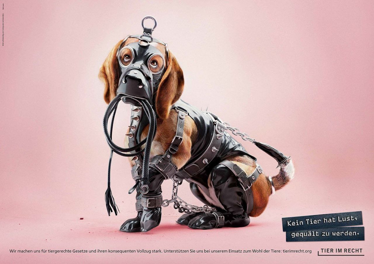 🤦‍♂️Животные в костюмах, напоминающих атрибуты БДСМ, — это символ отсутствия согласия на жестокое обращение | Сетка — социальная сеть от hh.ru