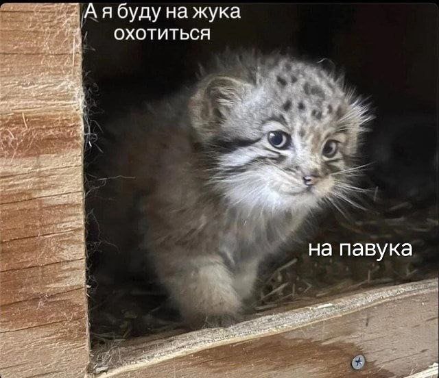 Так как у меня нет возможности запостить миллиард сторис в канале, мне придëтся показать мою коллекцию мемов про охоту на жука и на паука так 🤗
В комментах продолжение | Сетка — социальная сеть от hh.ru