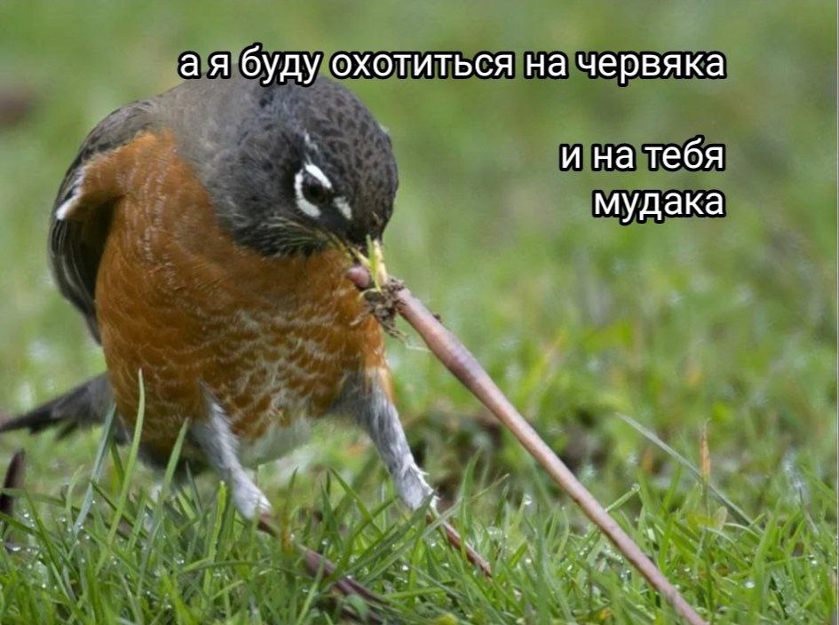 Так как у меня нет возможности запостить миллиард сторис в канале, мне придëтся показать мою коллекцию мемов про охоту на жука и на паука так 🤗
В комментах продолжение | Сетка — социальная сеть от hh.ru