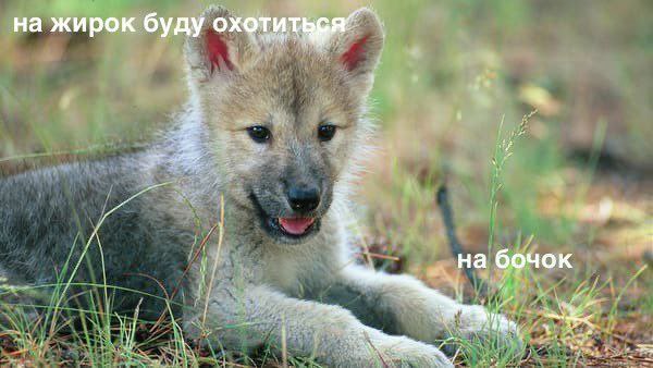 Так как у меня нет возможности запостить миллиард сторис в канале, мне придëтся показать мою коллекцию мемов про охоту на жука и на паука так 🤗
В комментах продолжение | Сетка — социальная сеть от hh.ru