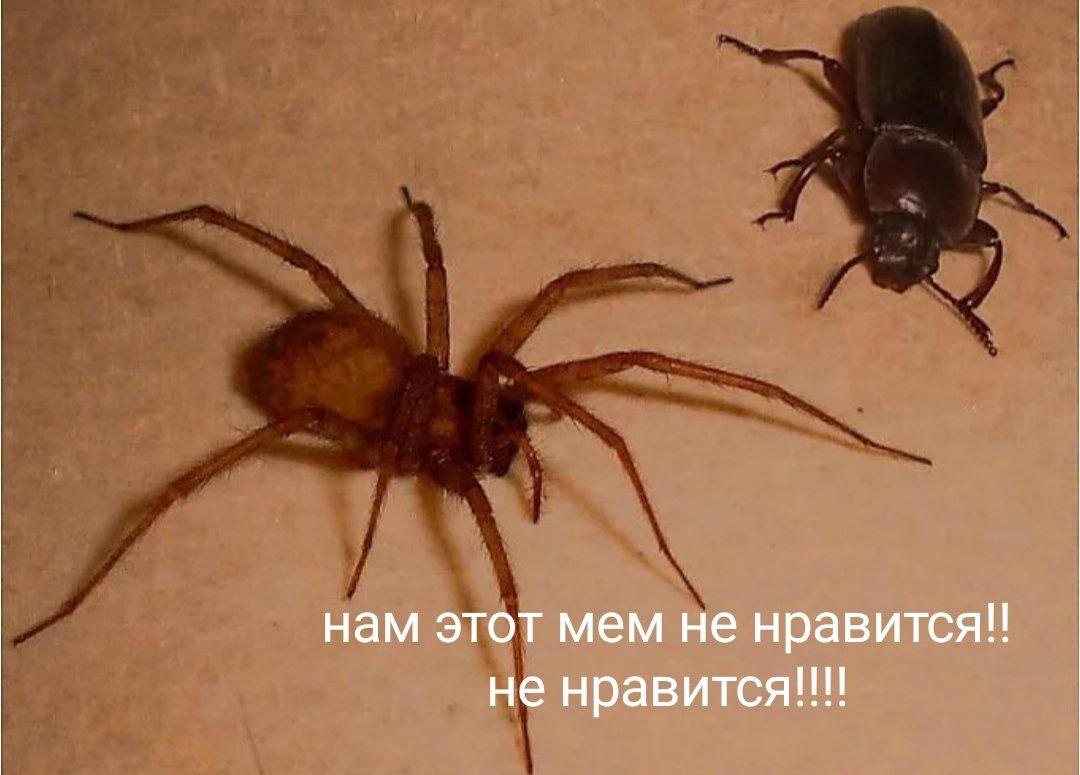Так как у меня нет возможности запостить миллиард сторис в канале, мне придëтся показать мою коллекцию мемов про охоту на жука и на паука так 🤗
В комментах продолжение | Сетка — социальная сеть от hh.ru