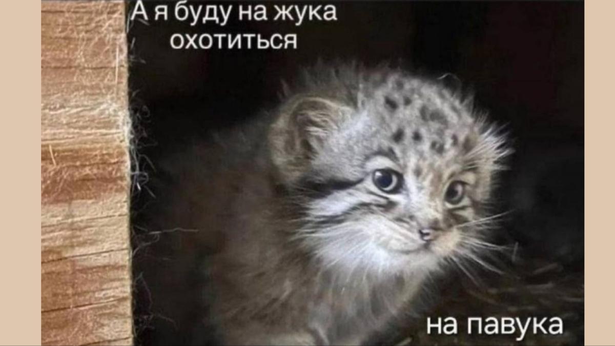Манул «будет на жука охотиться»
Говорят, что этот мем сейчас в тренде. Ваш админ-зиллениал пытается понять, так ли это | Сетка — социальная сеть от hh.ru