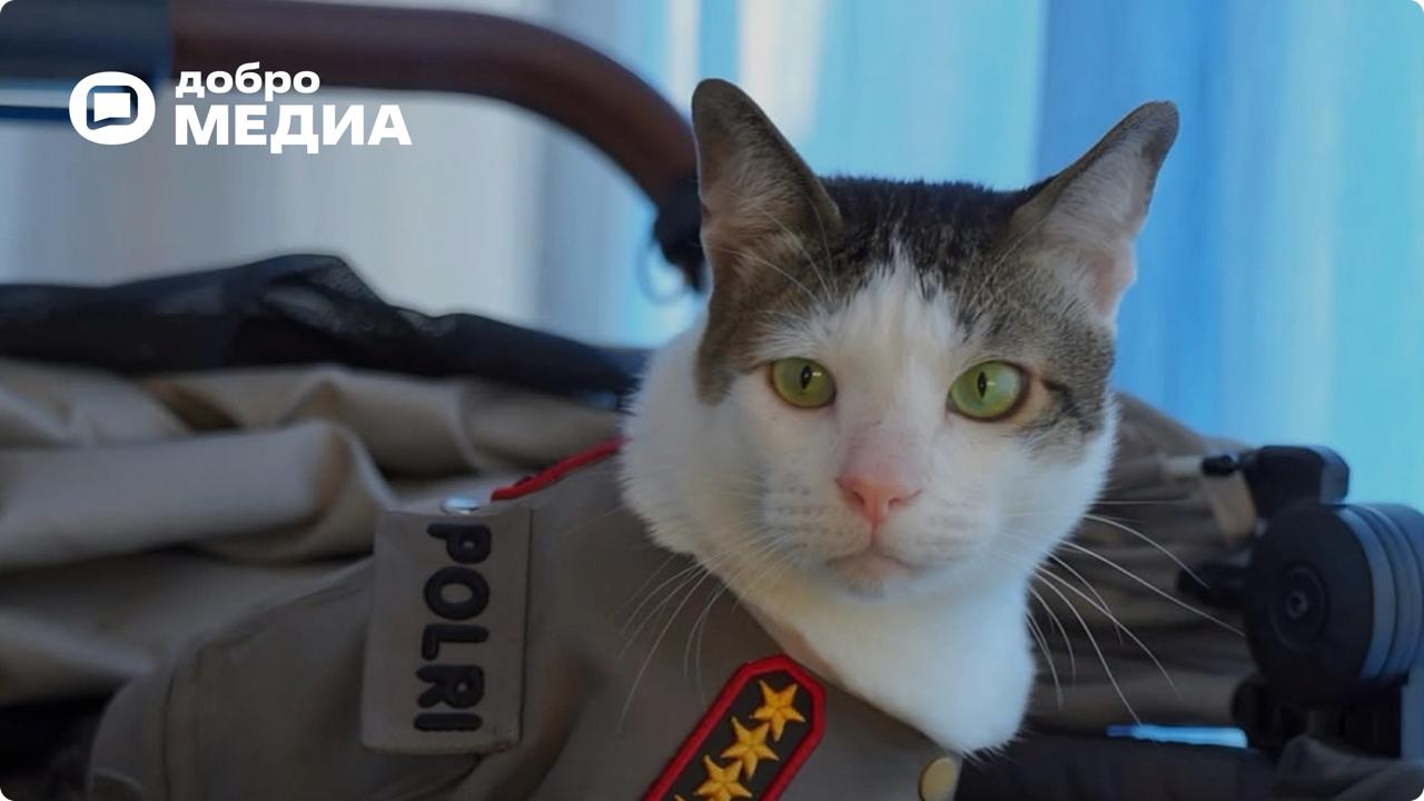 А на что вы готовы ради своего котика?
Например, президент Индонезии для своего кота по кличке Бобби Кертанегара организовал государственную охрану. Его теперь сопровождают полицейские | Сетка — социальная сеть от hh.ru