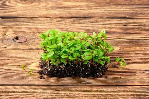 Привет от Сити Фермы MicroGreens from LadyMari 🌿🌿🌿🌿🌿🌿🌿🌿🌿🌿🌿🌿🌿🌿🌿🌿🌿🌿🌿🌿🌿🌿🌿🌿🌿🌿🌿🌿🌿🌿🌿🌿🌿  
Сегодня хочу посвятить свой пост щавелю | Сетка — социальная сеть от hh.ru