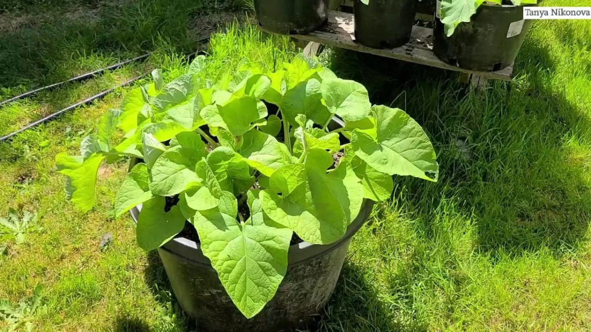 Приветики пистолетик 😁😁😁😁😊😊😊😊😊😊😊  
С Вами снова я LadyMari ❤️❤️❤️❤️❤️❤️❤️❤️❤️❤️❤️❤️
🌼🌼🌼🌼🌼🌼🌼🌼🌿🌿🌿🌿🌿🌿
Сегодня отличная погода и настроение у меня на высоте | Сетка — социальная сеть от hh.ru