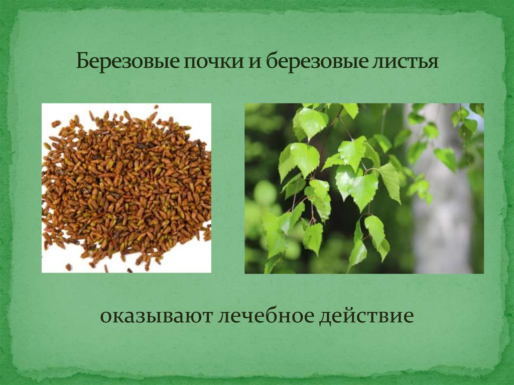 Приветствую вас, мои прекрасные! 🌿🌿🌿🌿🌿🌿🌿🌿🌿🌿🌿🌿🌿🌿🌿🌿
С Вами вновь LadyMari ❤️❤️❤️❤️❤️❤️❤️❤️❤️❤️❤️❤️  
Сегодня мы окунёмся в мир берёзы, этого дивного, щедрого дерева | Сетка — социальная сеть от hh.ru