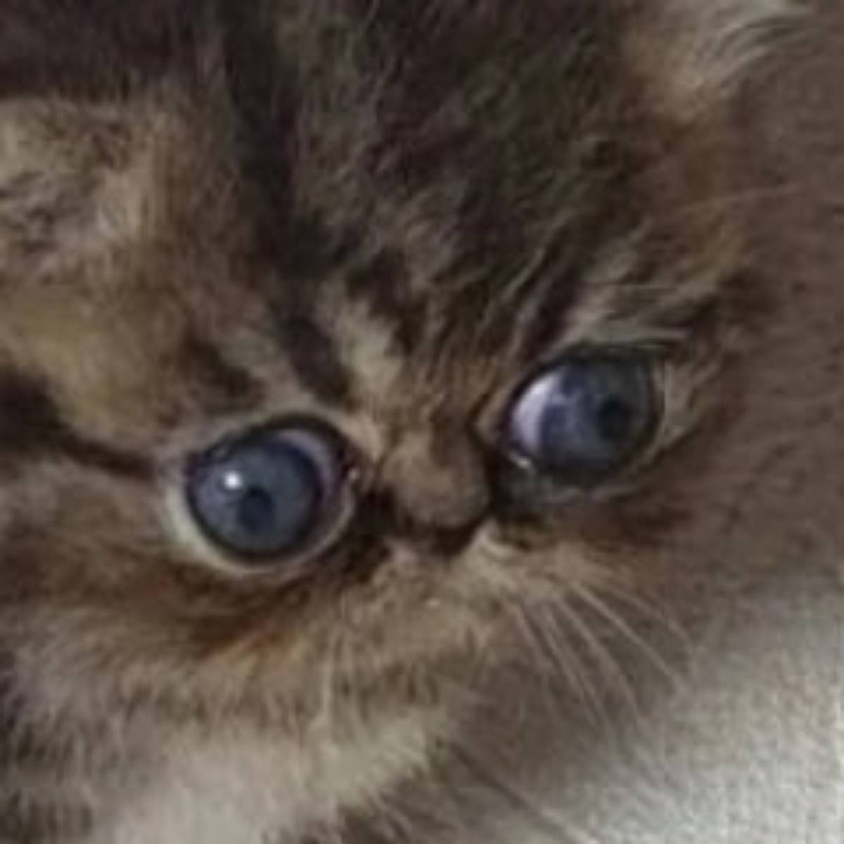 Яна Гулина | Сетка — социальная сеть от hh.ru