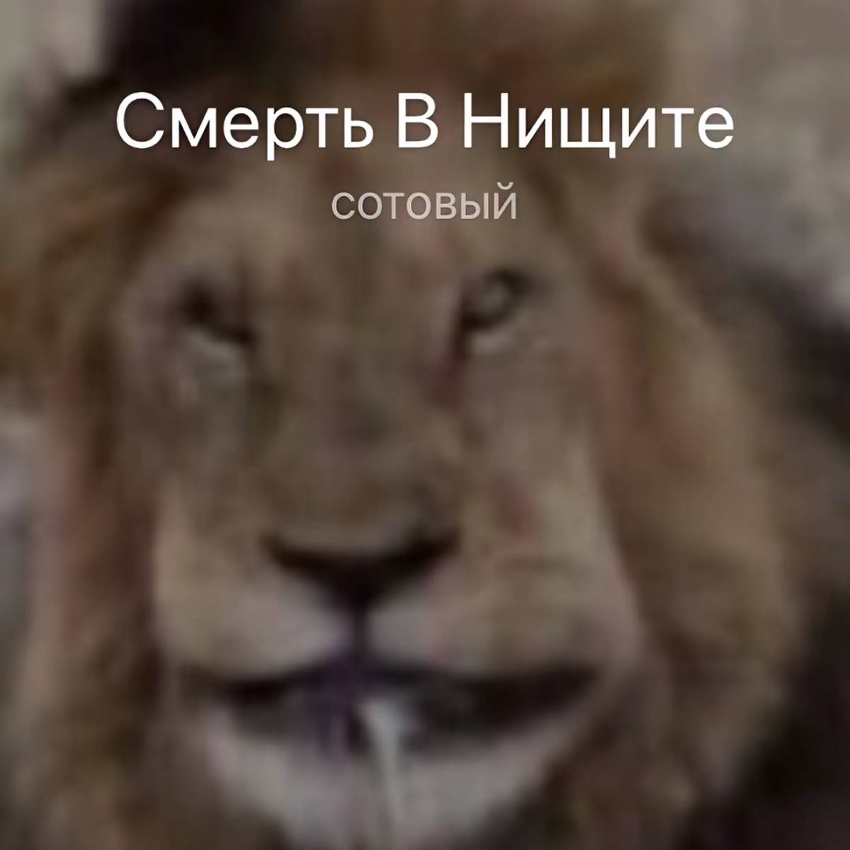 Владислав Канищев