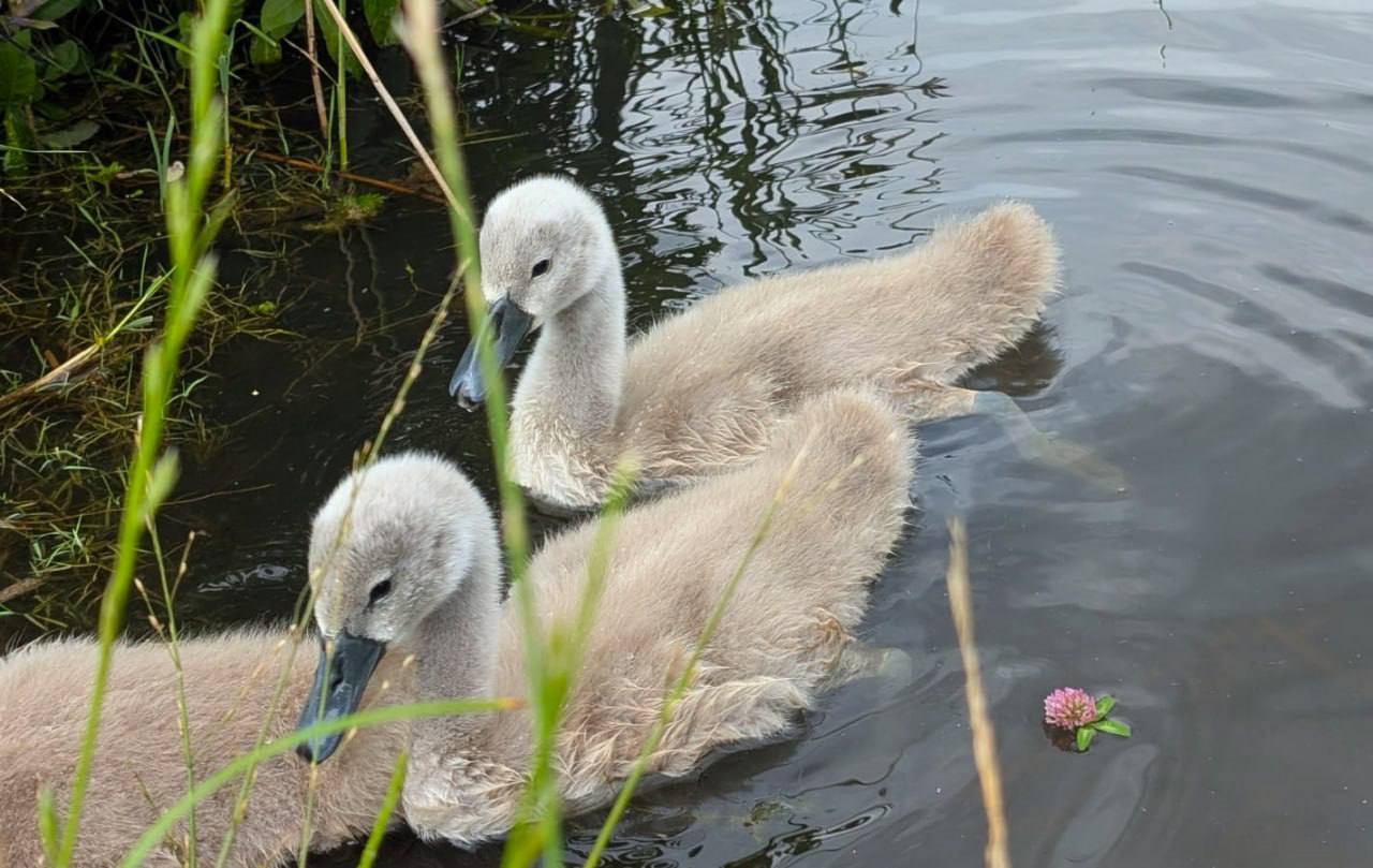 🦢Новые обитатели Пенягинского пруда в Ландшафтном парке «Митино»
📲Подпишитесь на Вдвижении
#бесплатно
В этом посте были ссылки, но мы их удалили по правилам Сетки | Сетка — социальная сеть от hh.ru