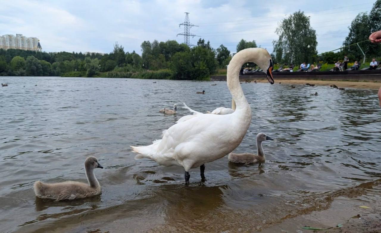 🦢Новые обитатели Пенягинского пруда в Ландшафтном парке «Митино»
📲Подпишитесь на Вдвижении
#бесплатно
В этом посте были ссылки, но мы их удалили по правилам Сетки | Сетка — социальная сеть от hh.ru