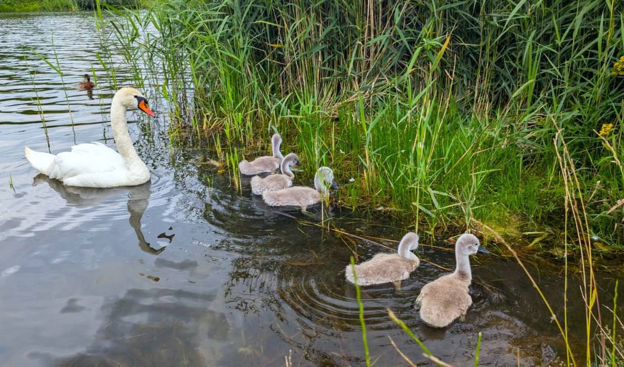 🦢Новые обитатели Пенягинского пруда в Ландшафтном парке «Митино»
📲Подпишитесь на Вдвижении
#бесплатно
В этом посте были ссылки, но мы их удалили по правилам Сетки | Сетка — социальная сеть от hh.ru