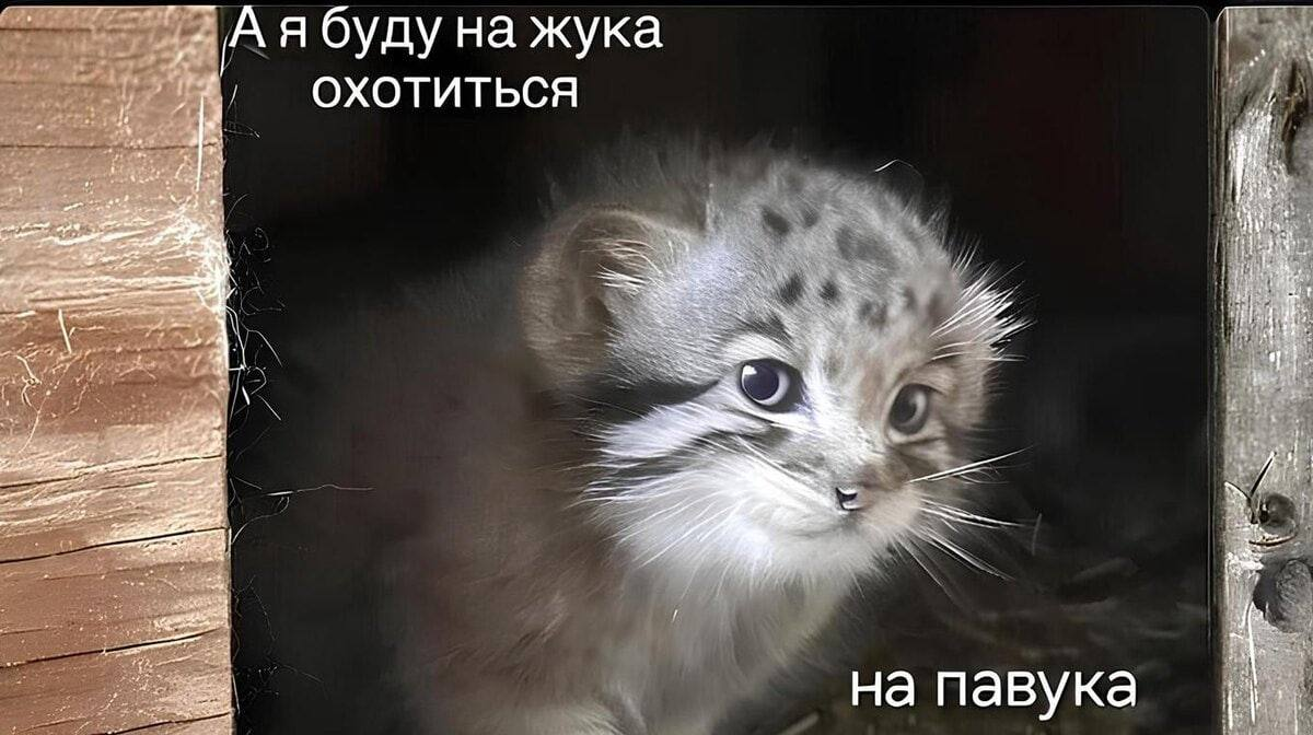 Когда у эйчара закончились кандидаты, но нужно закрывать план: | Сетка — социальная сеть от hh.ru