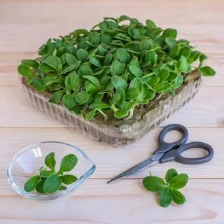 ☘️☘️☘️☘️☘️☘️☘️☘️☘️☘️☘️☘️☘️☘️
🌿Привет, мои дорогие подписчики! 🌿 С вами LadyMari, и сегодня мы погрузимся в мир свежести и пользы с микрозеленью огурцов! 🥒❤️❤️❤️❤️💋💋💋💋💋🌺🌺🌺🌺🌺🌺🌺🌺
Вы когда-нибудь задумыва... | Сетка — социальная сеть от hh.ru