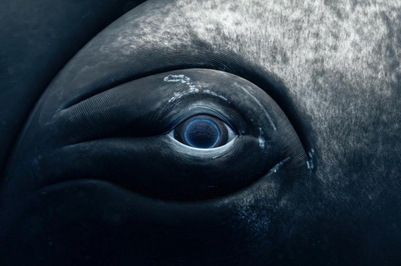 World Oceans Photo
The 2025 UN World Oceans Day Photo Competition celebrates the ocean’s beauty and raises awareness about its protection | Сетка — социальная сеть от hh.ru