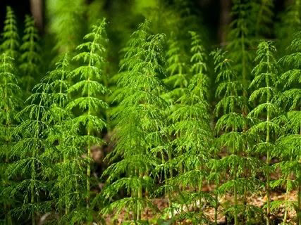 Привет 🙃
Я LadyMari 😍
Сегодня расскажу про растение Хвощ!!!
Можно ли его употреблять в пищу? О да! Хвощ – это не только милый сорнячок, но и кладезь вкусностей! Молодые побеги, словно спаржа, просто т... | Сетка — социальная сеть от hh.ru