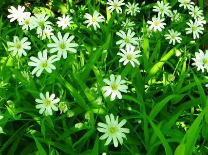 Привет подписчики 👋
🌿🌿🌿🌿🌿🌿🌿🌿🌿🌿🌿🌿🌿🌿🌿🌿🌿🌿🌿🌿🌿🌿🌿🌿🌿🌿🌿🌿
Сегодня я вам расскажу про растение звездчатка
С Вами снова LadyMari 🌿 и тема сегодняшнего поста будет о такой волшебной, знаменитой во всех областях м... | Сетка — социальная сеть от hh.ru
