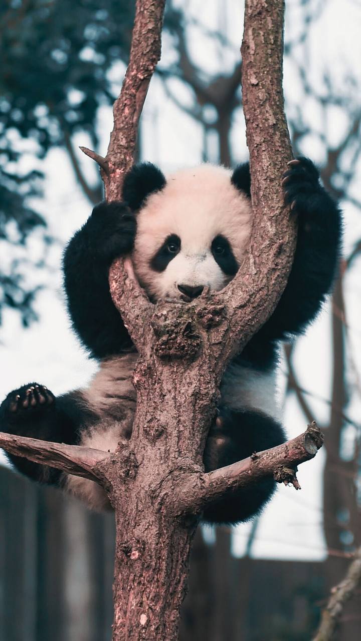 🐼Фестиваль «Неделя панд» в Московском зоопарке
с 28 июля по 3 августа
Каждый день гостей ждет насыщенная программа: экскурсии с рассказами о больших пандах и их соседях, лекции о биологии и привычках ... | Сетка — социальная сеть от hh.ru