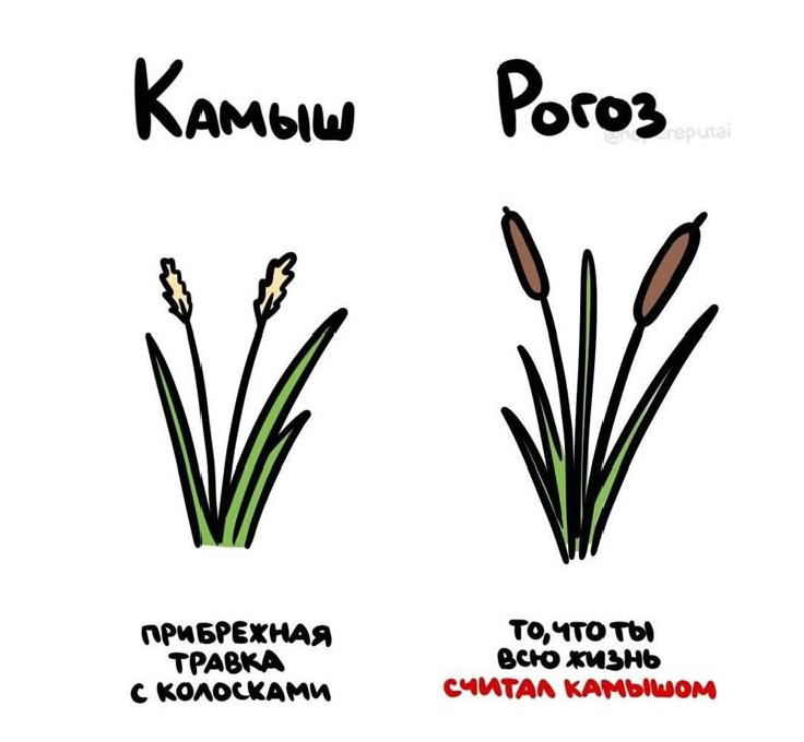 ⚠️ Внимание! Чем отличается Рогоз от Камыша!!!⚠️⚠️⚠️⚠️⚠️
👋Здравствуйте мои дорогие. Я LadyMari 🌺и у меня для Вас есть интересная тема | Сетка — социальная сеть от hh.ru