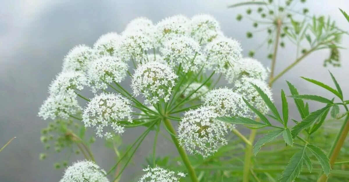 ⚠️⚠️⚠️⚠️⚠️⚠️⚠️⚠️⚠️⚠️⚠️⚠️⚠️⚠️
Привет👋 девчонки и мальчишки 🧑‍💼🧒, а также их родители, с вами снова LadyMari 🌿  
Ой, тема сегодняшнего поста будет про очень Опасное, страшное растение с названием (Вех я... | Сетка — социальная сеть от hh.ru