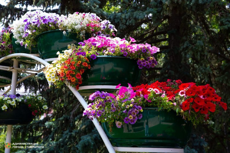 🌸 Летний Ставрополь утопает в цветах! 🌼
Этим летом "Горзеленстрой" высадил около 400 тысяч цветов по всему городу | Сетка — социальная сеть от hh.ru