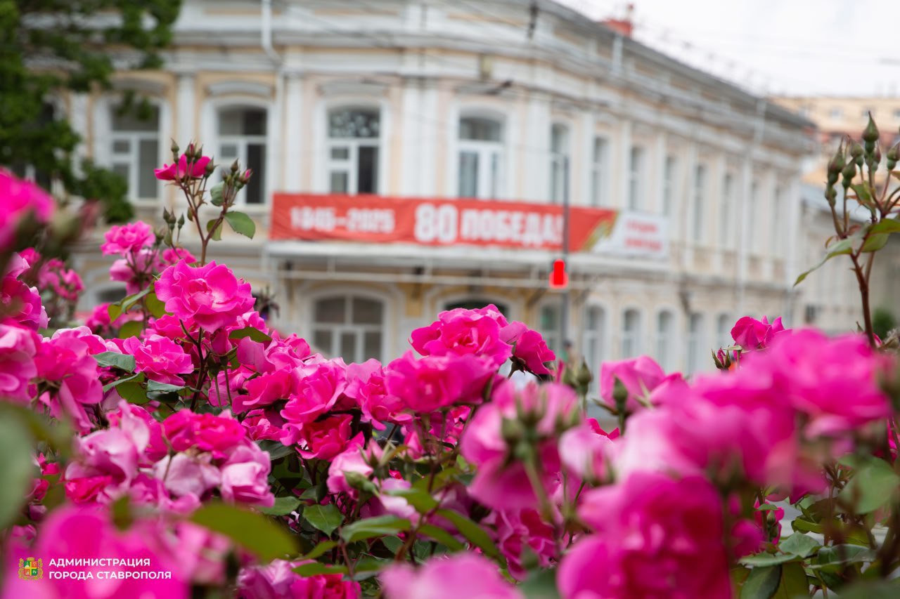 🌸 Летний Ставрополь утопает в цветах! 🌼
Этим летом "Горзеленстрой" высадил около 400 тысяч цветов по всему городу | Сетка — социальная сеть от hh.ru