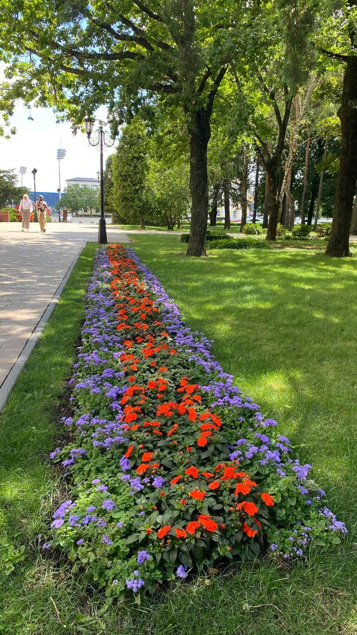 🌸 Летний Ставрополь утопает в цветах! 🌼
Этим летом "Горзеленстрой" высадил около 400 тысяч цветов по всему городу | Сетка — социальная сеть от hh.ru
