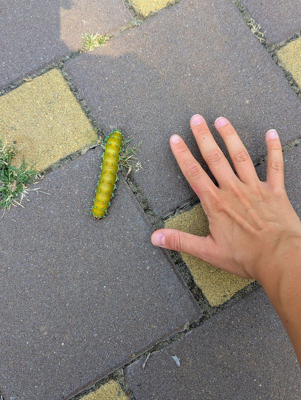 🐛В Изобильном местный житель обнаружил огромную гусеницу павлиноглазки
Он сфотографировал это впечатляющее насекомое, наслаждающееся солнцем на ставропольской плитке | Сетка — социальная сеть от hh.ru