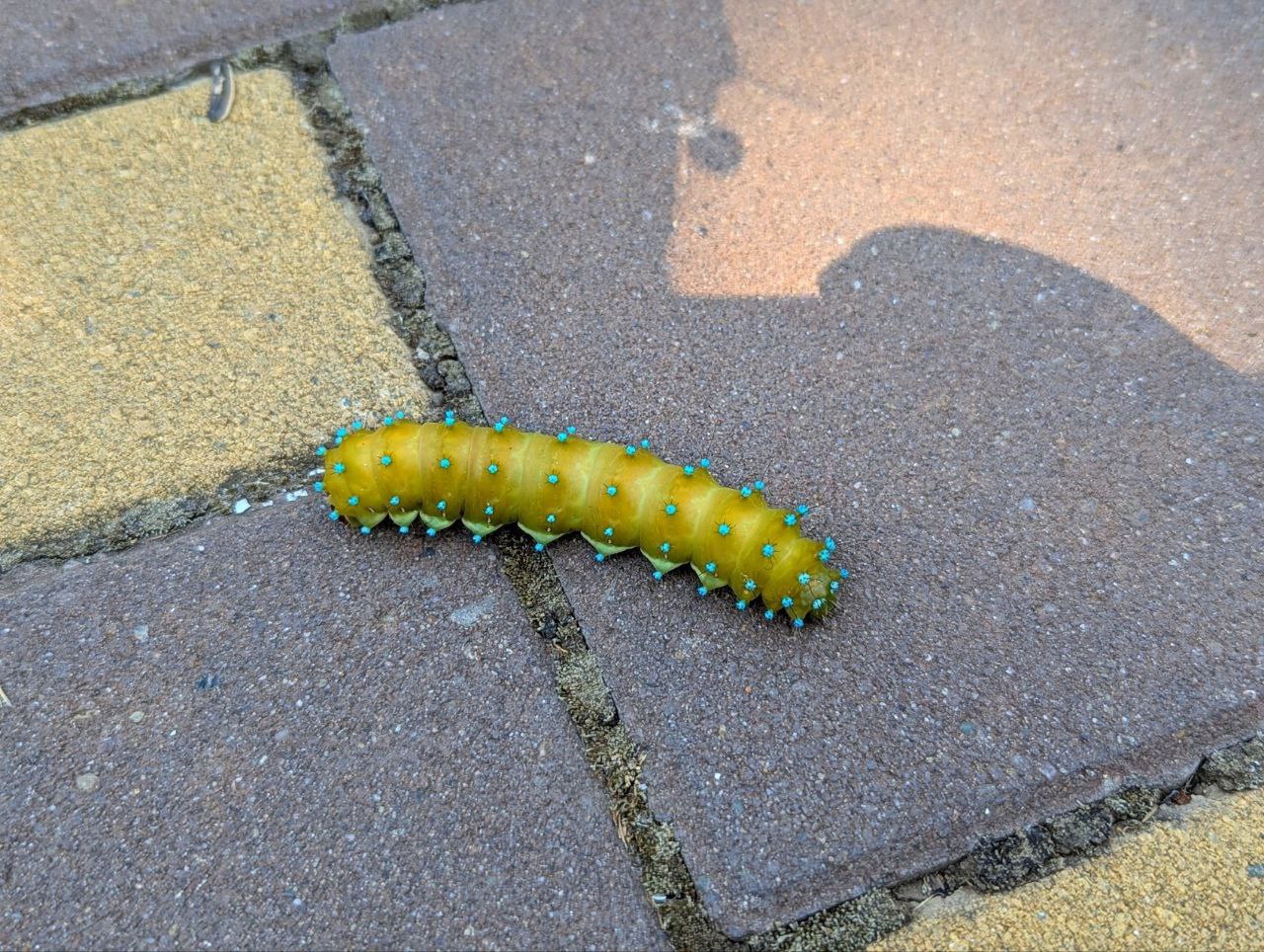 🐛В Изобильном местный житель обнаружил огромную гусеницу павлиноглазки
Он сфотографировал это впечатляющее насекомое, наслаждающееся солнцем на ставропольской плитке | Сетка — социальная сеть от hh.ru