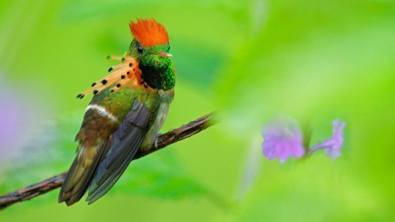 Trinidad’s Asa Wright Nature Centre
In addition to Trinidad, the tufted coquette can also be found in Venezuela, northern Brazil and the Guianas region | Сетка — социальная сеть от hh.ru