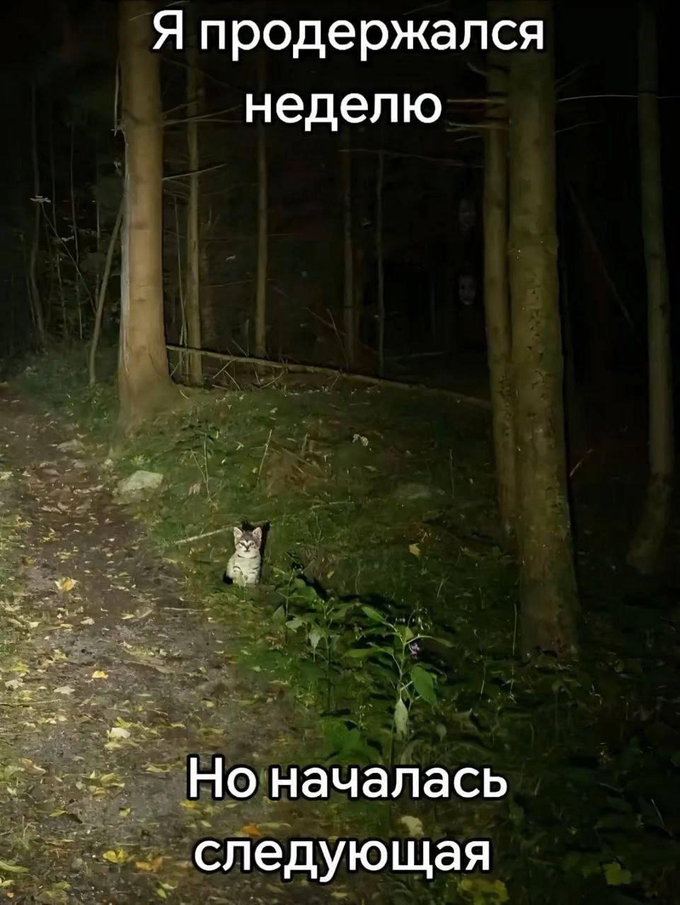 Финальная неделя перед отпуском, держусь изо всех сил, чтобы не уехать в лес как этот кот
Умные посты хорошо, но мем посмеяться в понедельник утром важнее 😎
Подписывайтесь: Мастерская карьеры | Эльмин... | Сетка — социальная сеть от hh.ru