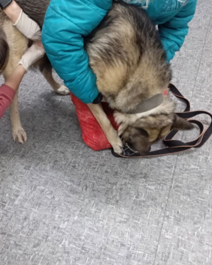Граф идёт на поправку! 🐾🐶❤ Наш подопечный из приюта проходит лечение и показывает положительную динамику. Ветеринары провели четыре курса химиотерапии, после чего решили сделать двухнедельный перерыв | Сетка — социальная сеть от hh.ru