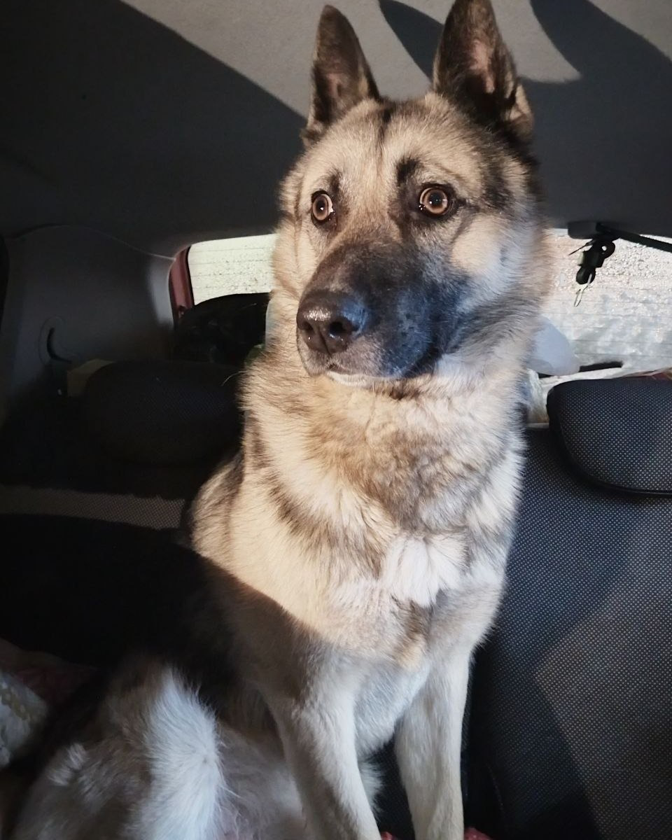 Граф идёт на поправку! 🐾🐶❤ Наш подопечный из приюта проходит лечение и показывает положительную динамику. Ветеринары провели четыре курса химиотерапии, после чего решили сделать двухнедельный перерыв | Сетка — социальная сеть от hh.ru