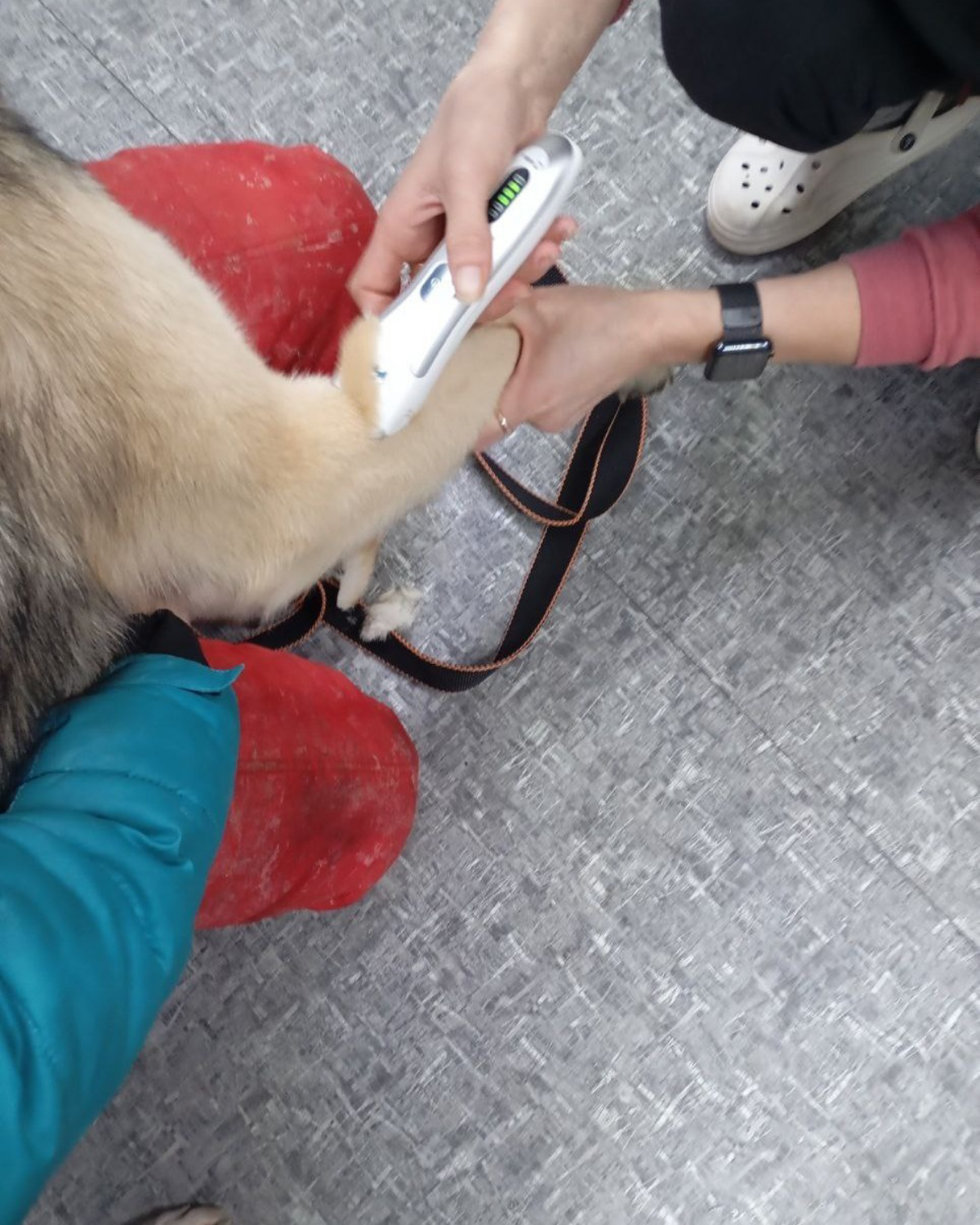 Граф идёт на поправку! 🐾🐶❤ Наш подопечный из приюта проходит лечение и показывает положительную динамику. Ветеринары провели четыре курса химиотерапии, после чего решили сделать двухнедельный перерыв | Сетка — социальная сеть от hh.ru