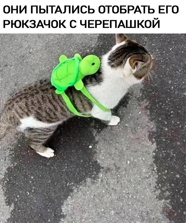 Буду публиковать любимые мемы, пока не найду работу 🐱 | Сетка — социальная сеть от hh.ru