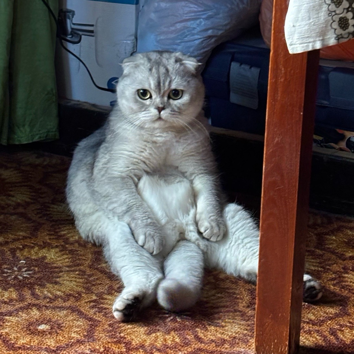 Дмитрий Плехов