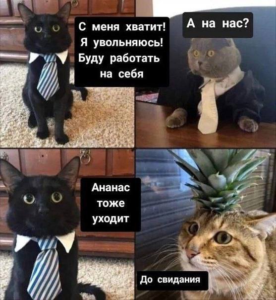 #мемдня Жара в Петербурге тоже влияет 😂 | Сетка — социальная сеть от hh.ru