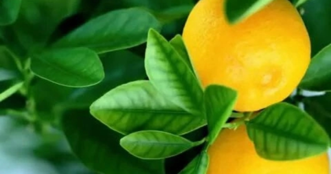 ПРИВЕТСТВУЮ Вас, мои Дорогие Подписчики!👋
🍋🍋🍋🍋🍋🍋🍋🍋🍋🍋🍋🍋🍋🍋
С вами LadyMari, и сегодня я приготовила для вас нечто особенное – увлекательный рассказ о тайнах, скрытых в листьях лимона | Сетка — социальная сеть от hh.ru