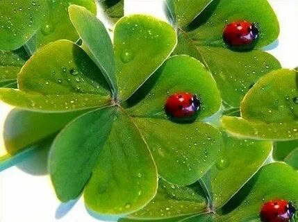 ☘️☘️☘️☘️☘️☘️☘️☘️☘️☘️☘️☘️☘️☘️☘️☘️☘️☘️☘️☘️☘️☘️🌺🌺🌺🌺🌺🌺
ПРИВЕТ ПОДПИСЧИКАМ 👋  
СЕГОДНЯ ХОЧУ ПОГОВОРИТЬ О  КЛЕВЕРЕ. Это растение, часто недооцененное, обладает множеством полезных свойств и применений | Сетка — социальная сеть от hh.ru