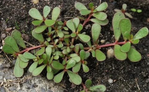 Привет от LadyMari 🌿🌿🌿🌿🌿🌿🌿🌿🌿🌿🌿🌿🌿🌿🌿🌿🌿🌿🌿
У вас бывали случаи вы гуляете на природе в жаркое время года и хотите очень пить? А под руками нечем уталить жажду | Сетка — социальная сеть от hh.ru
