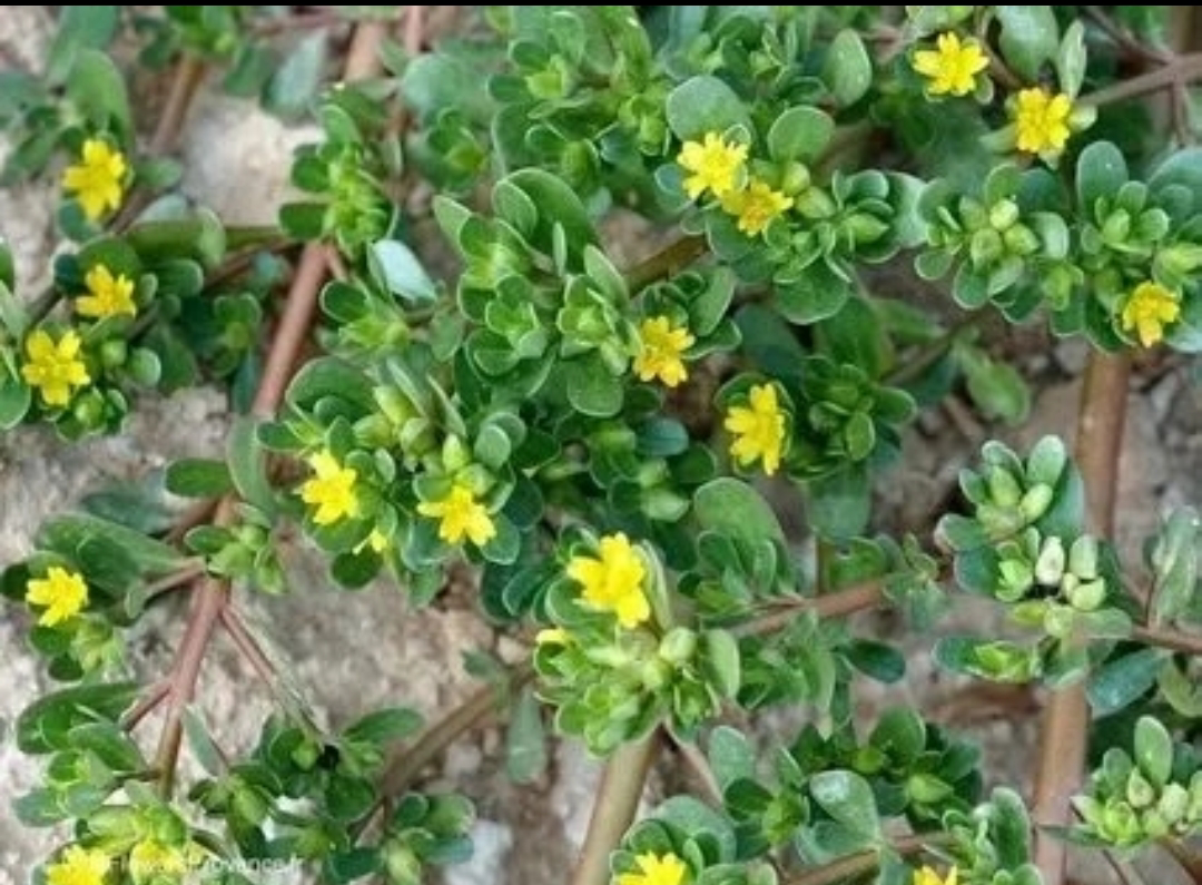 Привет от LadyMari 🌿🌿🌿🌿🌿🌿🌿🌿🌿🌿🌿🌿🌿🌿🌿🌿🌿🌿🌿
У вас бывали случаи вы гуляете на природе в жаркое время года и хотите очень пить? А под руками нечем уталить жажду | Сетка — социальная сеть от hh.ru