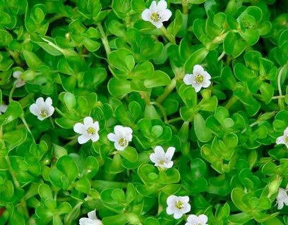 ПРИВЕТ 🙃
🪷🪷🪷🪷🪷🪷🪷🪷😍😍😍😍😍😍
С Вами СНОВА MicroGreens from LadyMari 🌿
🍃🍃🍃🍃🍃🍃🍃🍃🍃🍃🍃🍃🍃🍃
Как прекрасно, что сейчас лето! У меня самое любимое время года – это лето, а у Вас?
Тема сегодня будет про растение Бак... | Сетка — социальная сеть от hh.ru