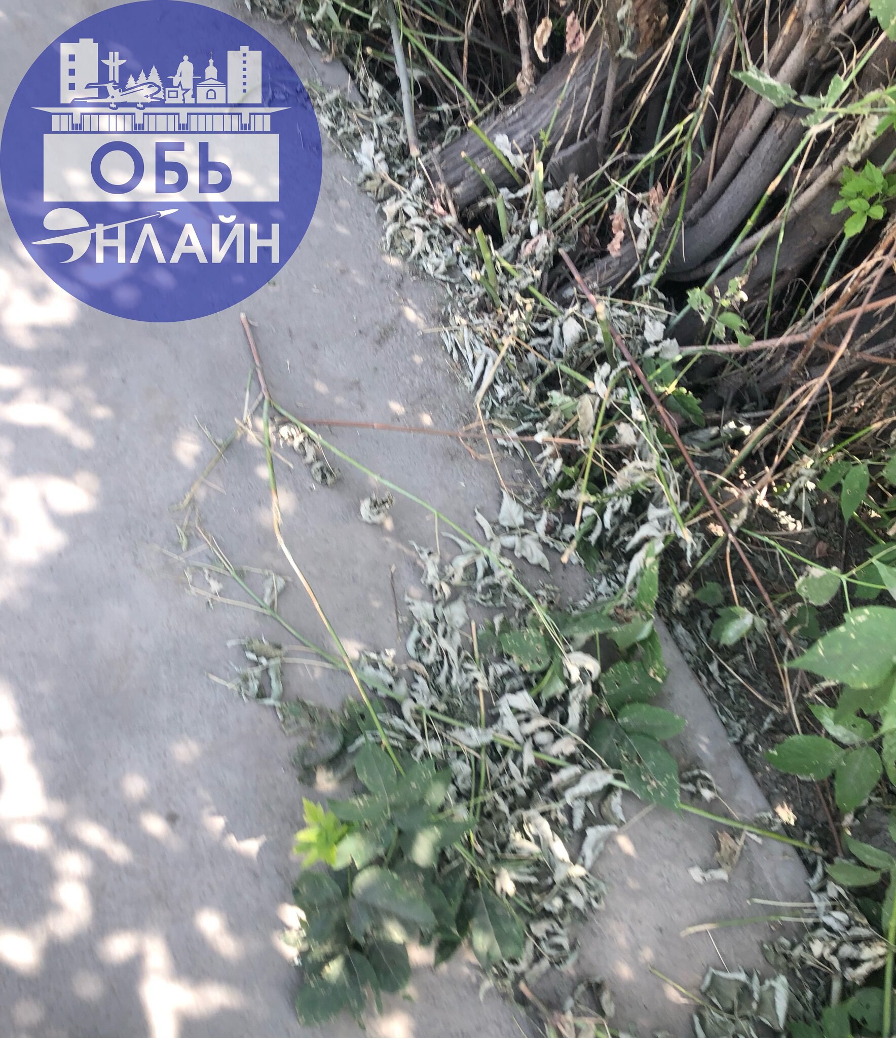 ↗ Любимая Октябрьская. Опять что-то спилили, а мусор выкинуть опять, забыли.
Заранее отвечаю на вопрос администрации - со стороны Нового парка.
vk.com
Подробнее на https://vk.com/ob | Сетка — социальная сеть от hh.ru