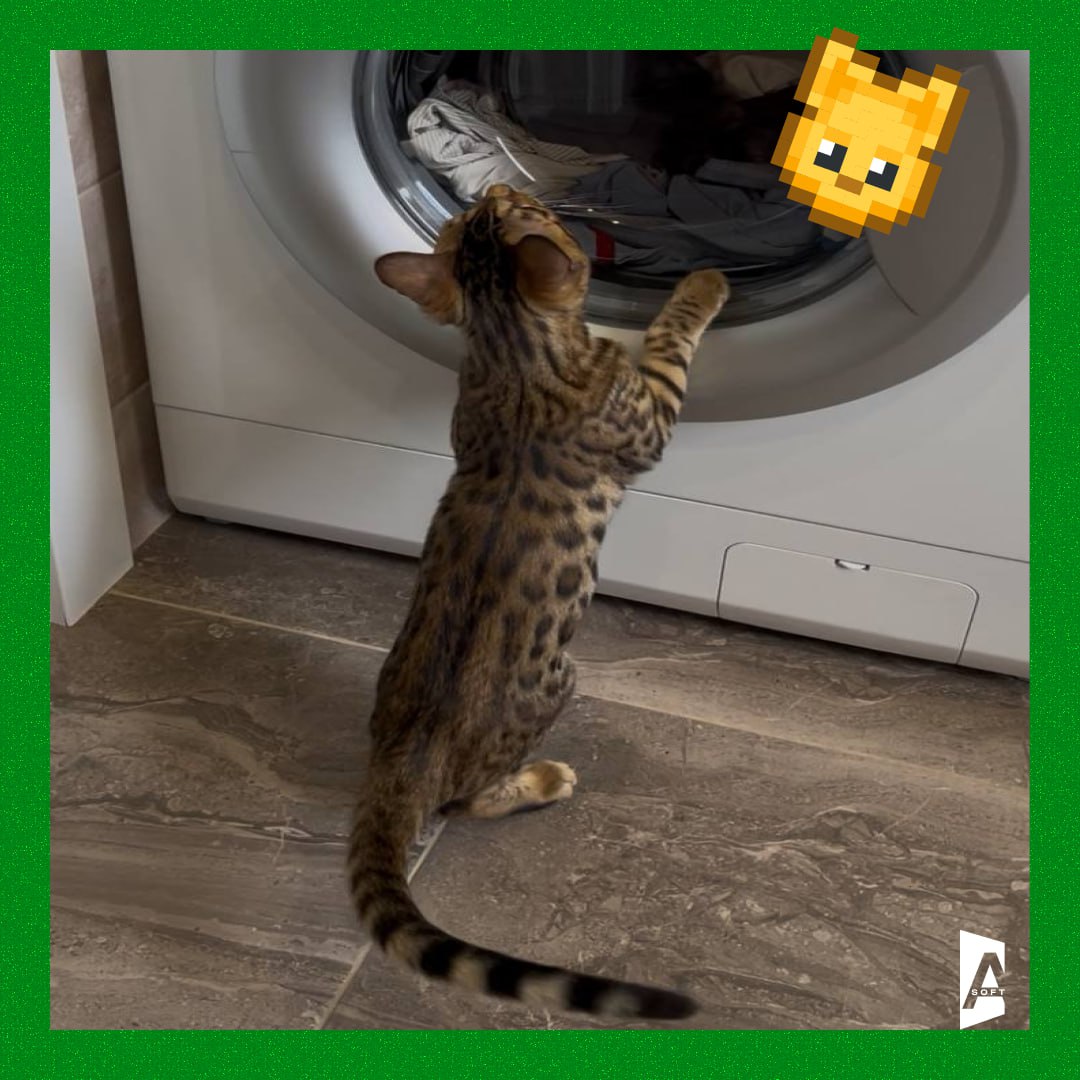 #Зверопятница: пушистый штат компании 🐾
Сегодня рассказываем о некоторых должностях наших ми-ми-мишных сотрудников! Знакомьтесь - хвостатый отдел контроля за умилением и продуктивностью | Сетка — социальная сеть от hh.ru