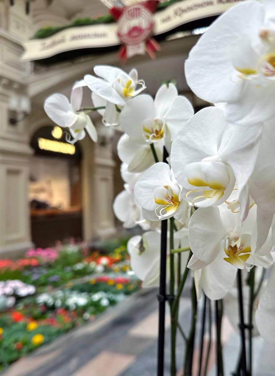🌼Напоминаем, что в ГУМе сейчас проходит настоящий фестиваль цветов
До середины сентября
Фасад, линии и легендарный фонтан украшены яркими клумбами — здесь распустились почти 250 тысяч цветов😍
📲Подпиши... | Сетка — социальная сеть от hh.ru