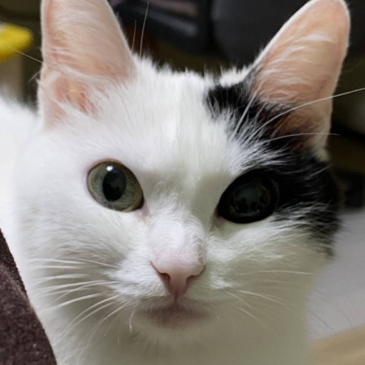 Елена Жадамбаева | Сетка — социальная сеть от hh.ru