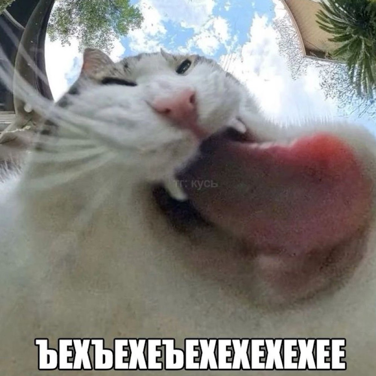 Саш Шаш