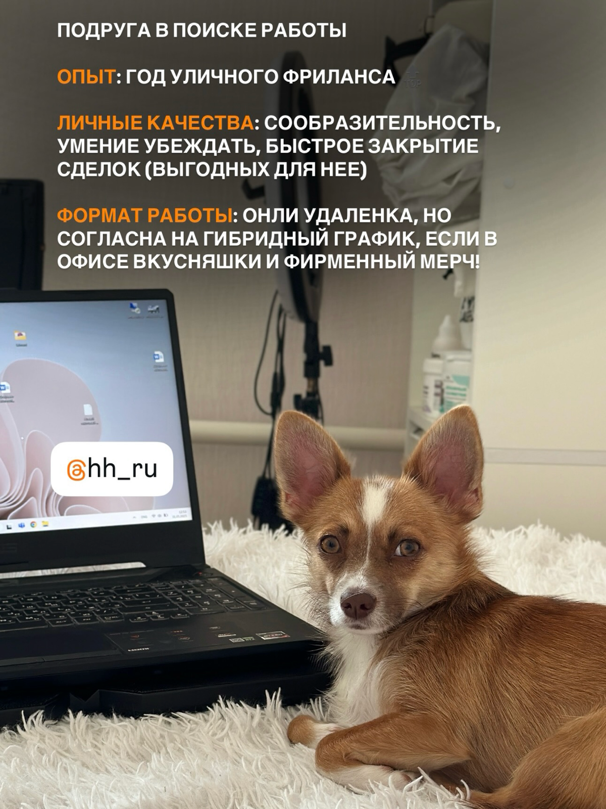 Есть тут вакансии для хвостатых? | Сетка — социальная сеть от hh.ru